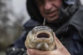 Testing the CR10 Cadence Specimen Rods