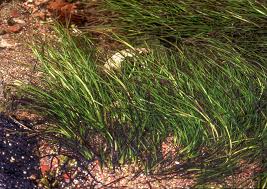 Image result for Zostera capensis