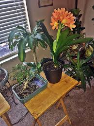 Image result for Eriocephalus ambiguus