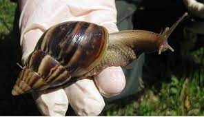Los cuidados de nuestra mascota el caracol gigante africano en un nuevo video de nuestra tienda de animales exóticos. Especie Invasora Y Voraz El Caracol Africano Se Propaga En El Norte Del Peru Tras El Nino Costero