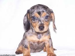 Standard wire hair dachshunds for sale. Dapple Dachshund Puppies For Sale In Tn Petsidi