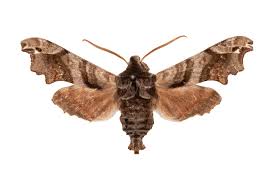 Image result for Delplanqueia inscriptella