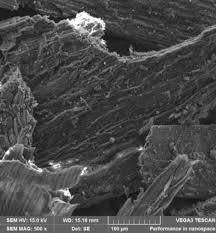 Image result for Xyris capensis