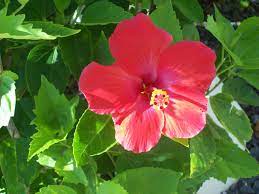 Check spelling or type a new query. National Flower Of The Dominican Republic Dr Flowers Flowers Flower Tattoo