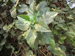 Image result for Gynura scandens