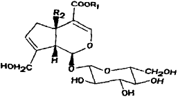 Image result for Lippia somalensis