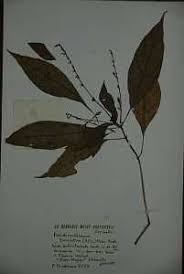 Image result for Achyrospermum aethiopicum