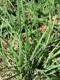 Image result for Bromus catharticus