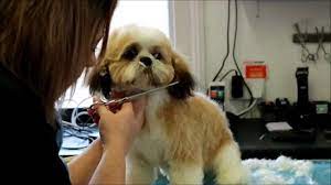 Pin On Grooming My Lil Teddybear