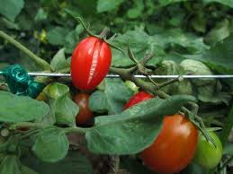 How do you spell tamatoe? 25 Tomato Diseases And How To Fix Them Naturally Dre Campbell Farm