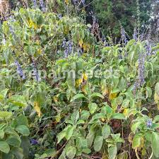 Image result for Coleus cylindraceus