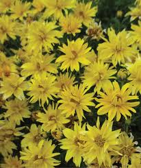 Image result for Bidens sp.no.1
