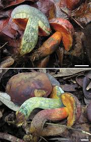 Image result for Indigofera soutpansbergensis