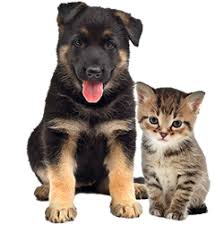 We are a full service animal hospital for dogs and cats operated by professional. Veterinary Services Masterson S Veterinary Clinic
