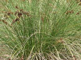 Image result for Juncus kraussii