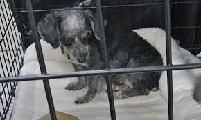 The lawrence humane society is incredibly grateful for our valued community partners. Three S Company Animals Relocated During Hurricane Irma Find Loving Home Together Aspca