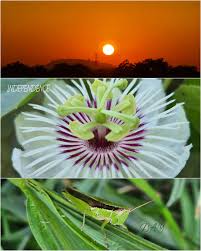 Image result for Marsdenia dregea