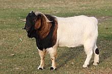 boer goat wikipedia