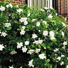 Pin On Gardens