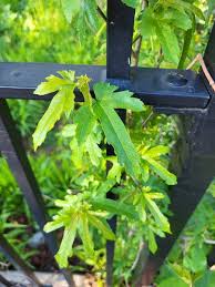 Image result for Morus indica