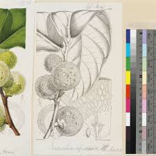 Image result for Treculia