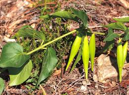 Image result for Vincetoxicum