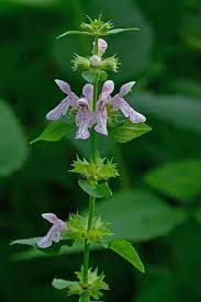 Image result for Stachys