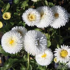 Image result for Bellis