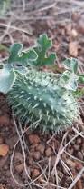 Image result for Cucumis myriocarpus