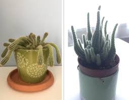 The pests and problems common to the plant group are minimal and usually easy to surmount. Etiolated Cactus After Several Months Of Proper Care Succulents