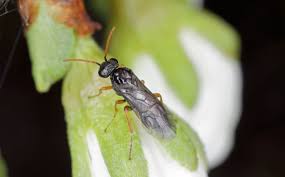 Image result for puklice švestková obrázek