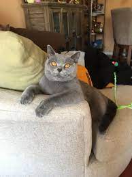 British Shorthair 700 Tl British Shorthair