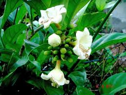 Image result for Coffea racemosa