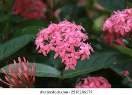 Image result for Ixora nana