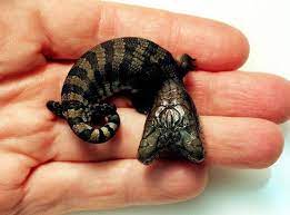 Two Headed Animals And Other Bizarre Creatures Weird Animals Rare Animals Animals Amazing