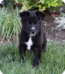 Die beiden rassen gehören zu den beliebtesten hunderassen deutschlands. Newport Beach Ca Golden Retriever Meet Flint A Pet For Adoption