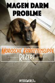 darmverschluss magen darm erkrankung beim hund karottensuppe morosche karottensuppe hund gesundes hundefutter