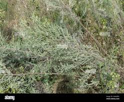 Image result for Arthraerua leubnitziae