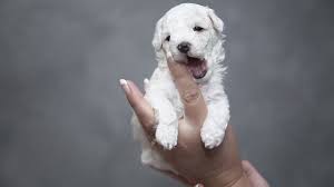 It is always a scam if the pet seller or shipper asks for money to be sent via western union calinoo animal services(c) and its staff has been successfully transporting pets for over a. Pet Adoption For Free Scam 2021 Scam Detector