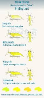 neocaridina the shrimp farm