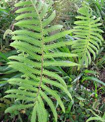 Image result for Christella dentata