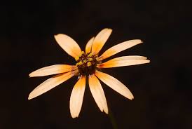 Image result for Ursinia montana