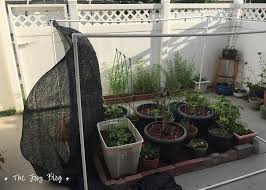 Prop the boughs up so they shade the plants (afternoon shade is the most important), either sticking them into the ground or propping them up w/additional sticks. Diy Freestanding Shade Canopy For Garden The Joy Blog