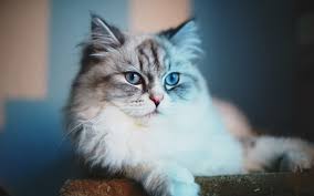 The coat basically consists of the thick, glossy, and long top layer which is water reluctant and there is a wooly undercoat too which contains the thick legs, head, and the chest. Norwegian Forest Cat Blue Eyes 1920x1200 Wallpaper Teahub Io