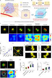 The animal tissue whose cells divide throughout the life. Mitotic Cells Generate Protrusive Extracellular Forces To Divide In Three Dimensional Microenvironments Nature Physics
