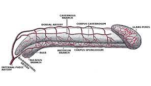 Erectile Dysfunction (Impotence) | The British Association Of Urological  Surgeons Limited
