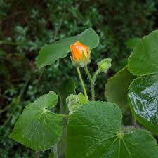 Image result for Abutilon grantii