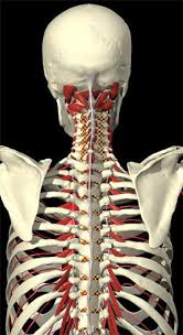 Are you feeling a sharp or dull pain under your left rib cage? Rib Pain With Breathing Physiotherapy Gold Coast Moving With Ease