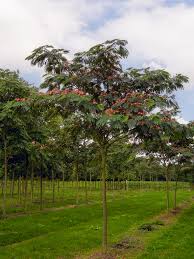 Image result for Albizia petersiana