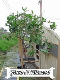 Image result for Calotropis gigantea